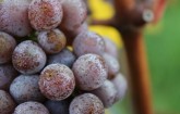 Einblick in unsere Weingärten - Pinot Gris Traube
